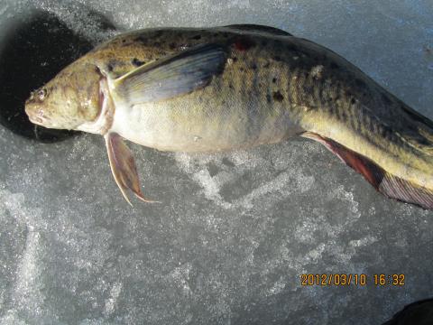 Lake, 3750g, Timo Hyvärinen, 2012-03-10, Nynäshamn-Timos sund