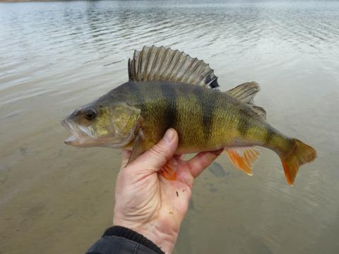 Abborre, 520g, Mats Janson, 2012-03-24, Nynäshamn