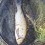 Id, 1635g, Thomas Lysell, 2025-08-09, Älvkarleby , fiskemetod: Bottenmete