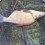 Braxen, 1040g, Thomas Lysell, 2025-08-09, Älvkarleby , fiskemetod: Bottenmete