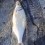 Vimma, 520g, Thomas Lysell, 2025-08-09, Älvkarleby , fiskemetod: Bottenmete
