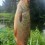 Mört, 325g, Thomas Lysell, 2025-08-11, Målilla , fiskemetod: Bottenmete