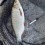 Id, 1275g, Peter Nilsson, 2025-08-09, Älvkarleby , fiskemetod: Bottenmete