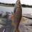 Mört, 350g, Peter Nilsson, 2025-08-09, Älvkarleby , fiskemetod: Bottenmete