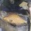 Braxen, 3890g, Peter Nilsson, 2025-08-17, Hossmo, fiskemetod: Bottenmete