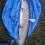 Gädda, 6290g, Thomas Lysell, 2025-10-13, Torsås, fiskemetod: Spinnfiske