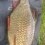 Sarv, 220g, Thomas Lysell, 2026-07-01, Kalmar