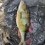 Abborre, 575g, Peter Nilsson, 2026-08-15, Hossmo